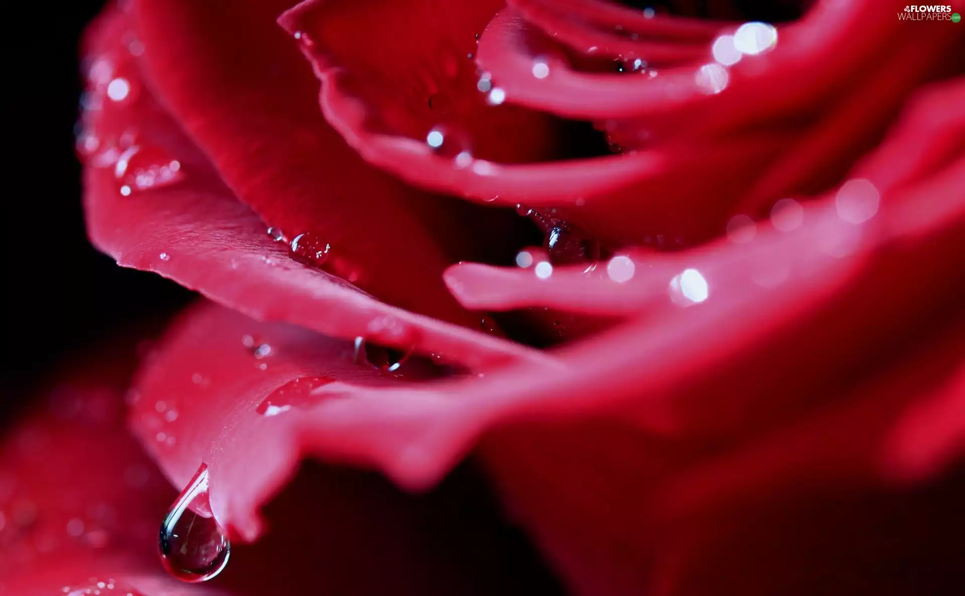 water, rose, drops