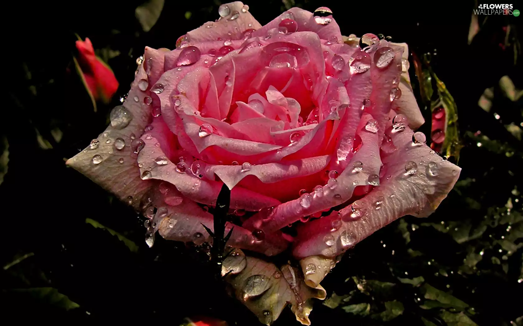 water, rose, drops