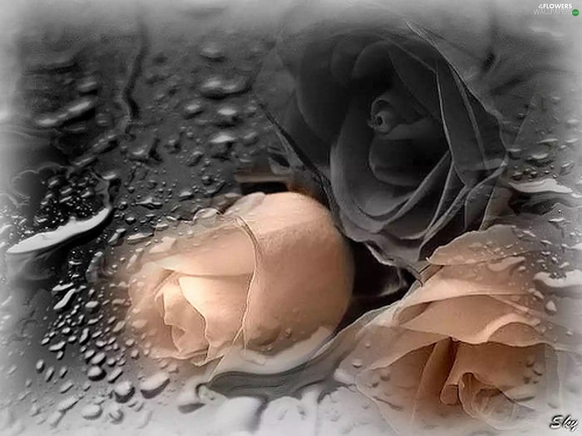 water, roses, drops