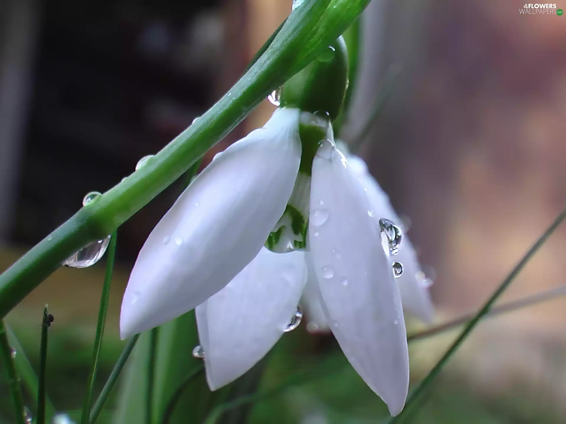 water, Snowdrop, drops