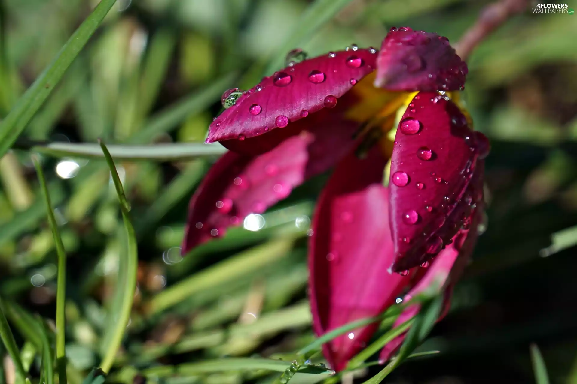 water, tulip, drops