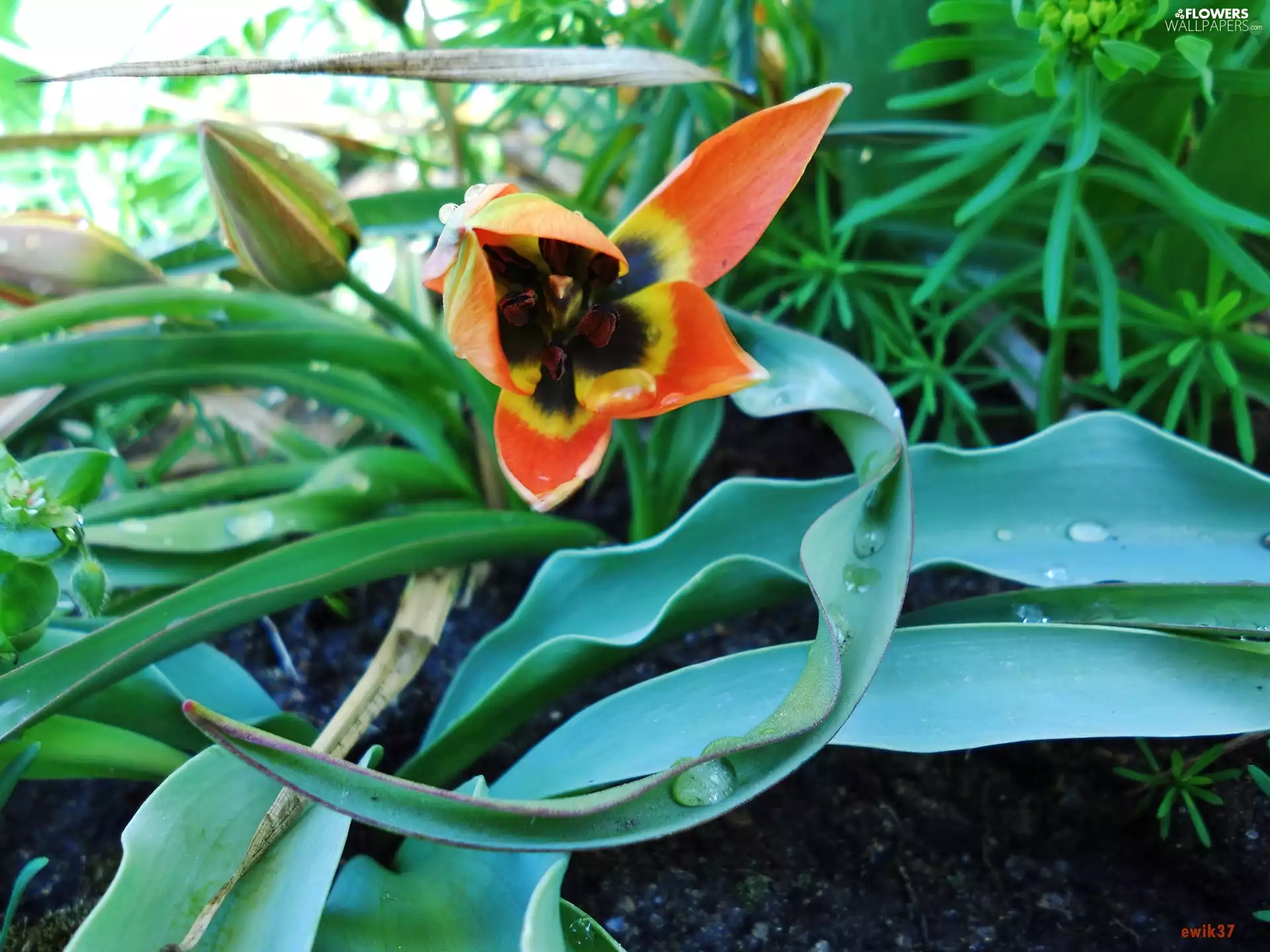 water, tulip, drops