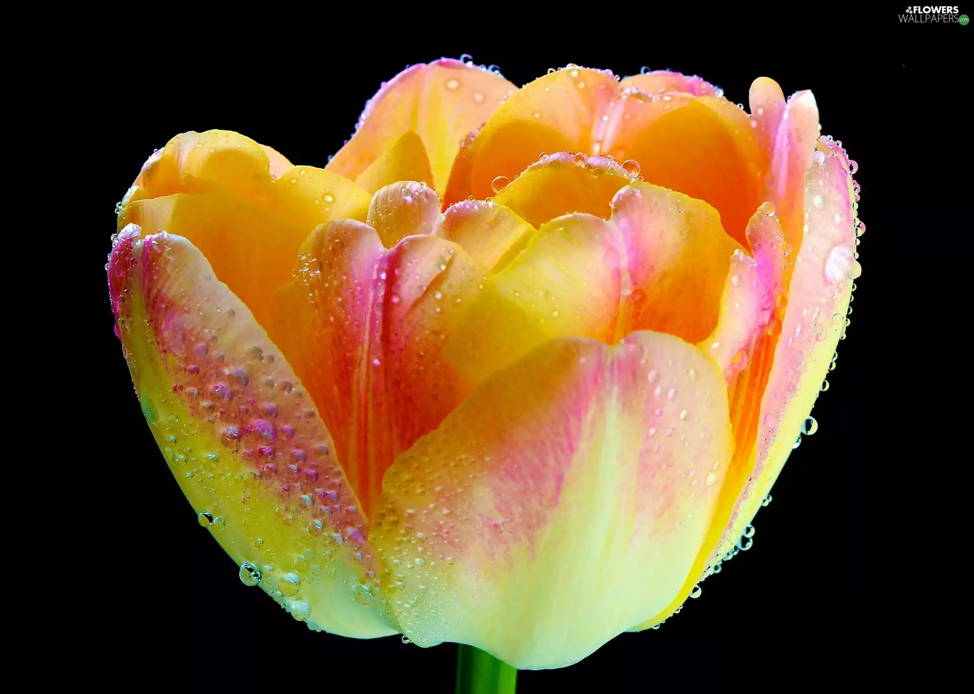 water, tulip, drops