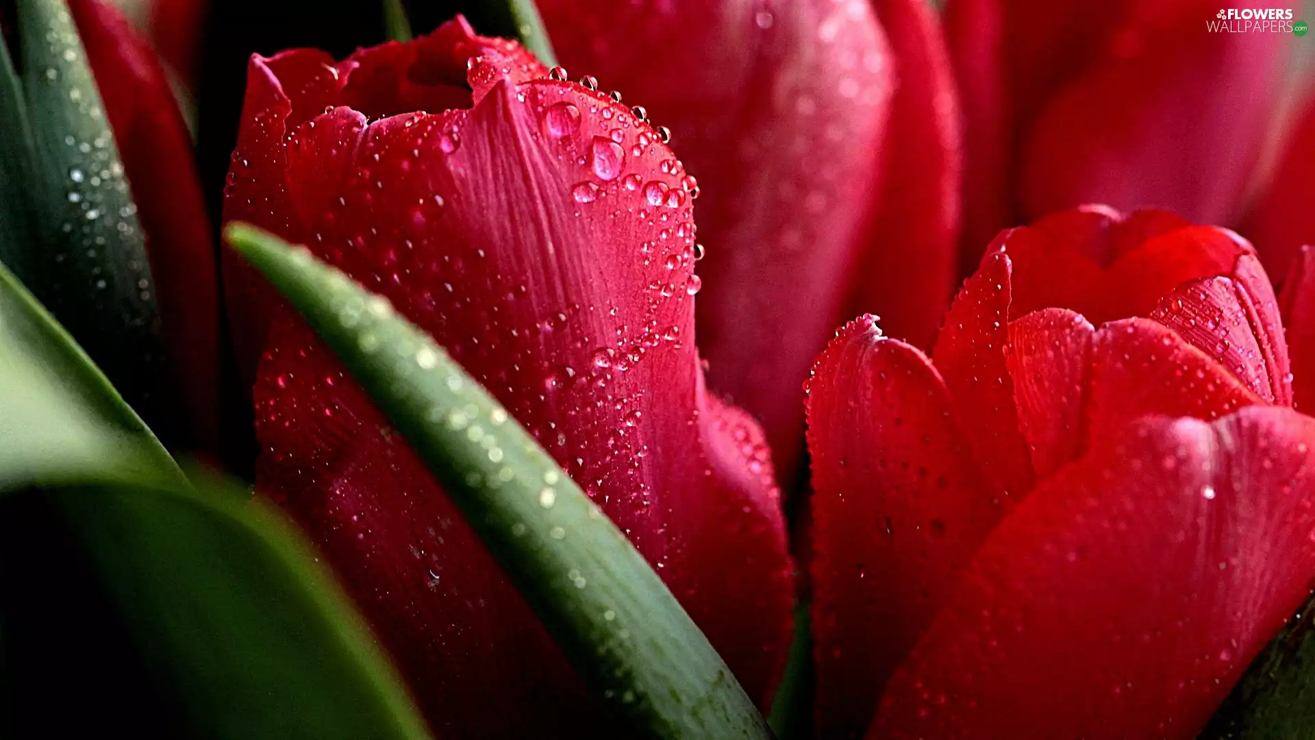 water, Tulips, drops