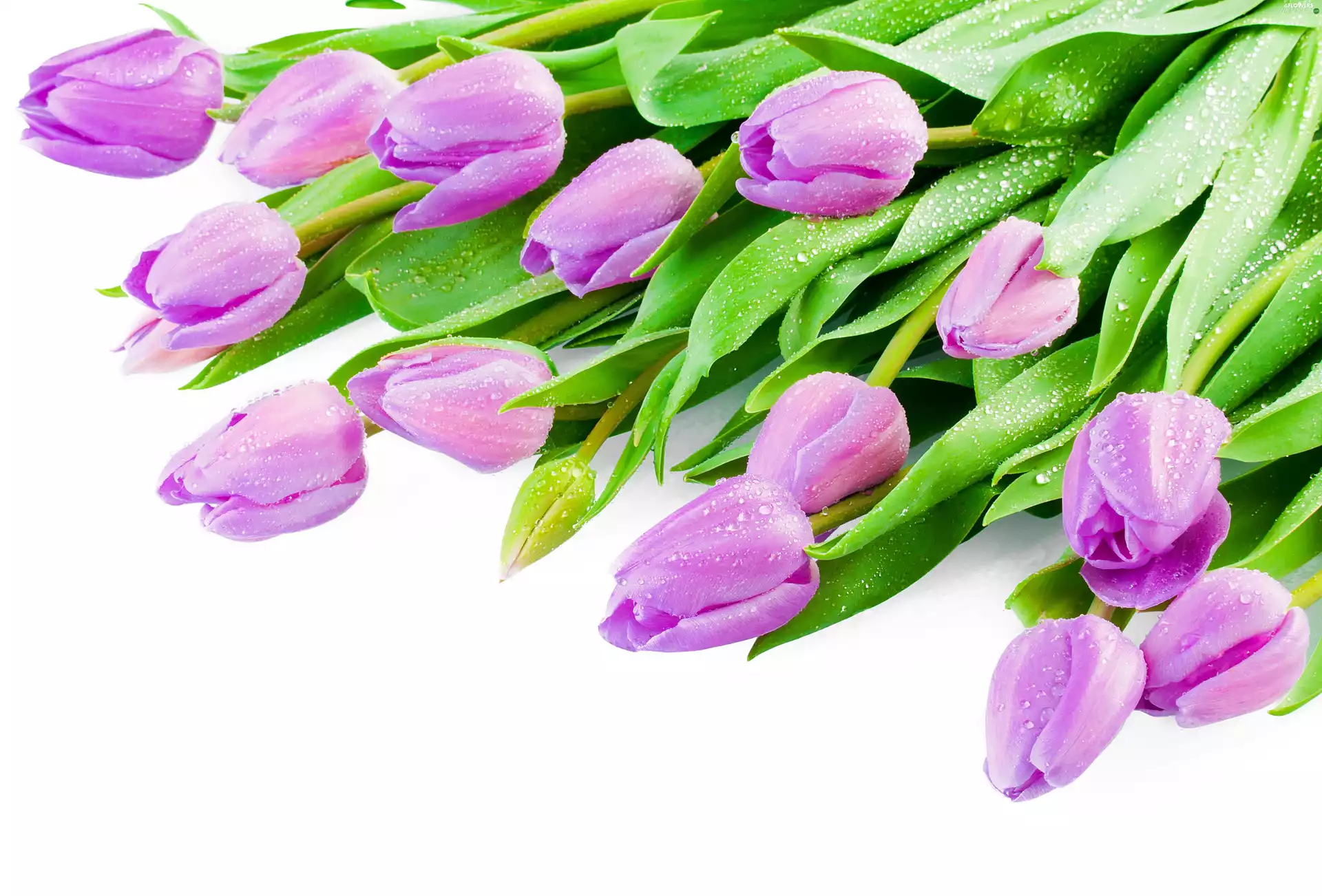 water, Tulips, drops