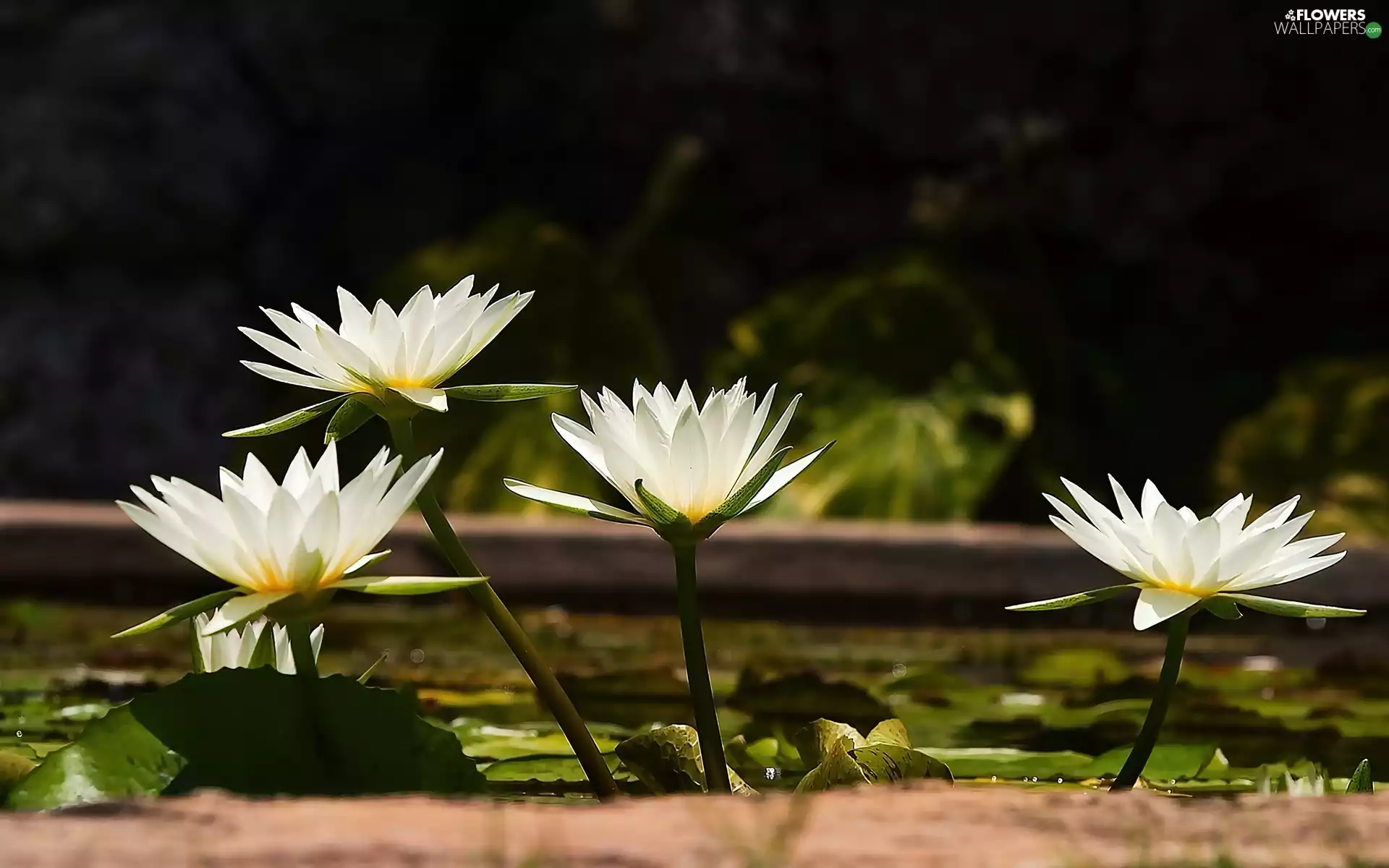 eye, White, lilies, water