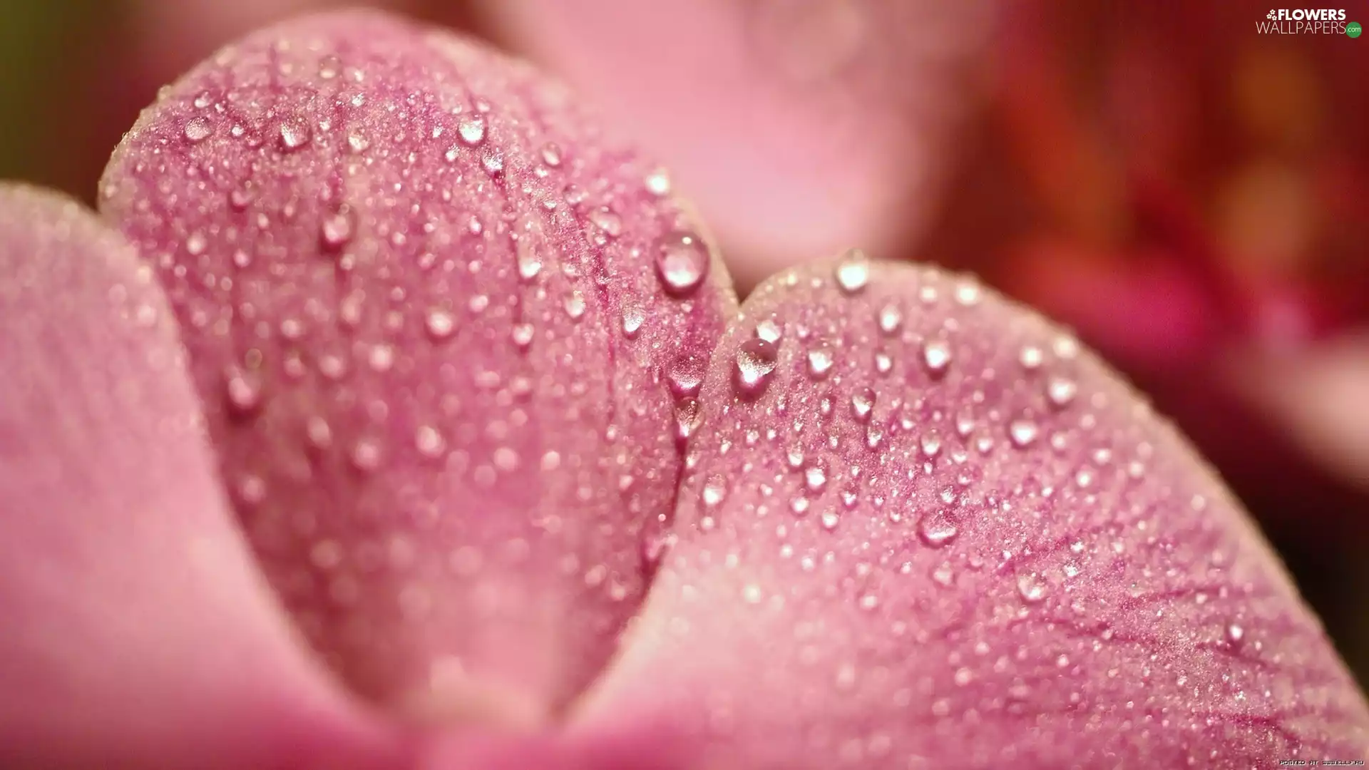 flakes, drops, water, orchid