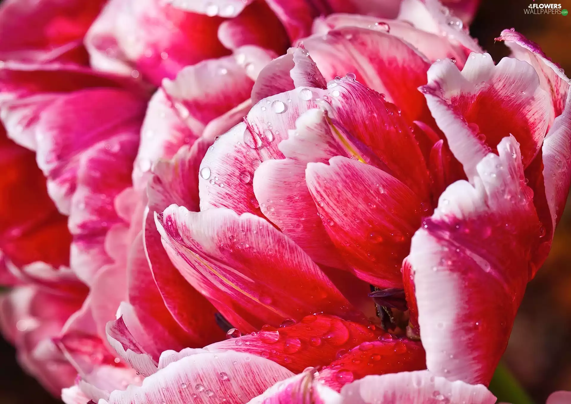 drops, water, flakes, tulips, Pink