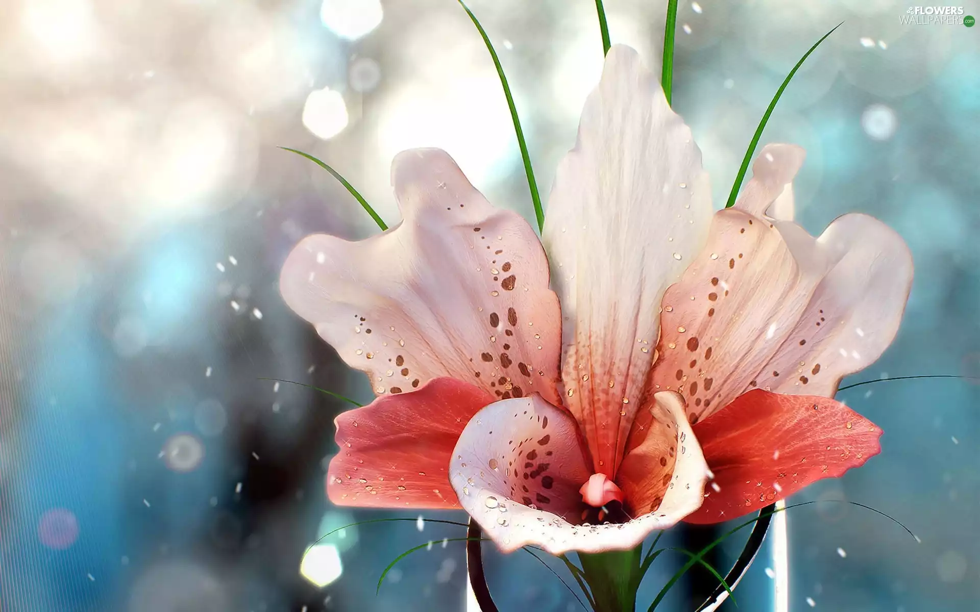 Flower, drops, water, Lily