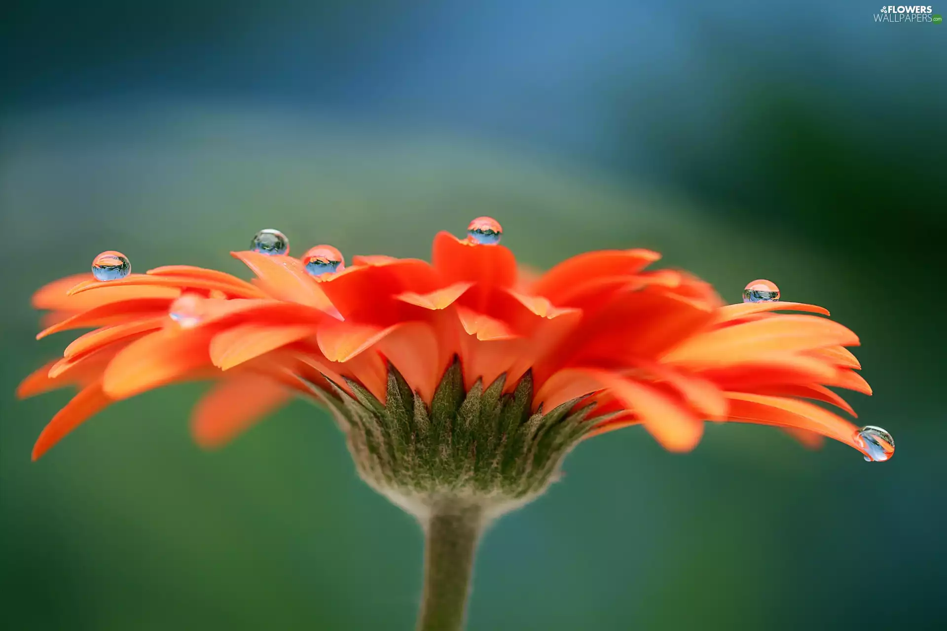Colourfull Flowers, drops, water, Gerber