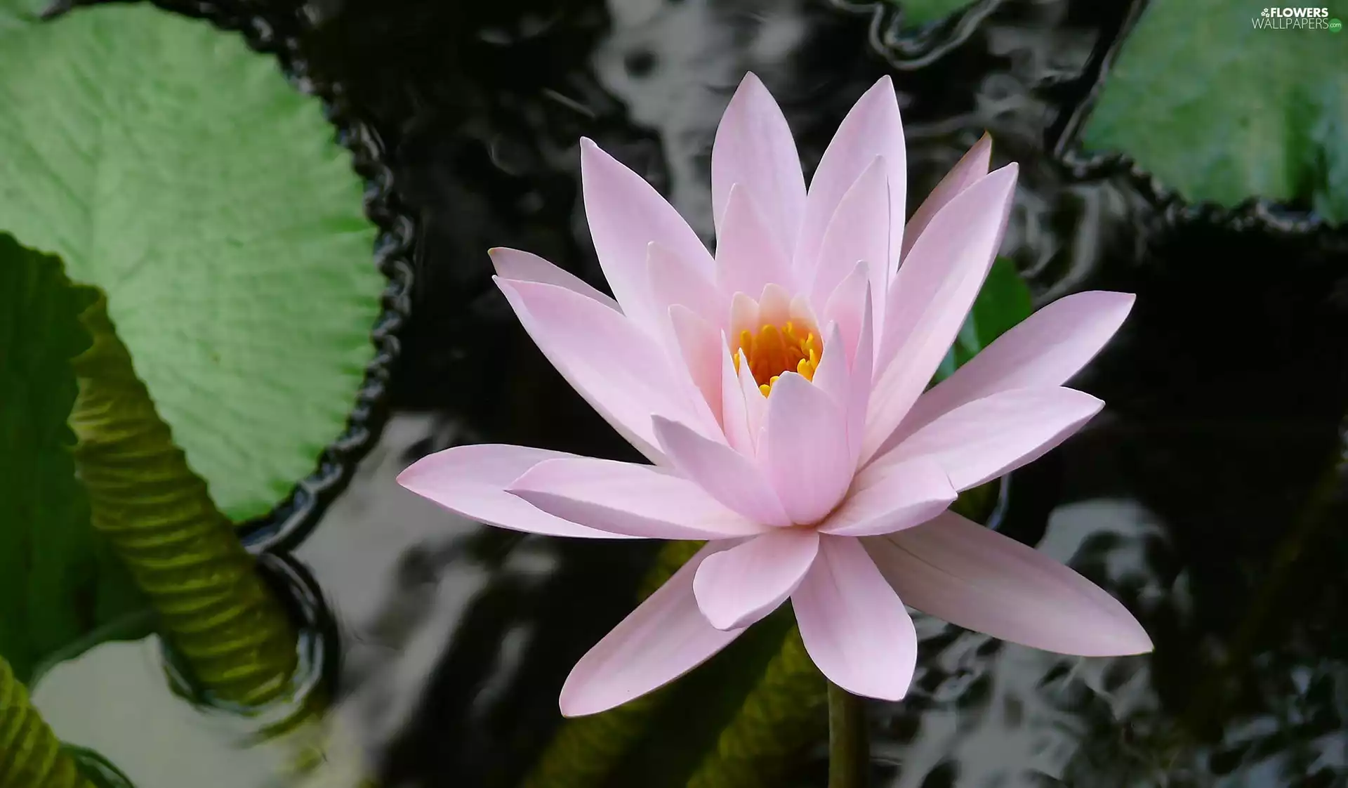 Colourfull Flowers, water, water-lily, Leaf