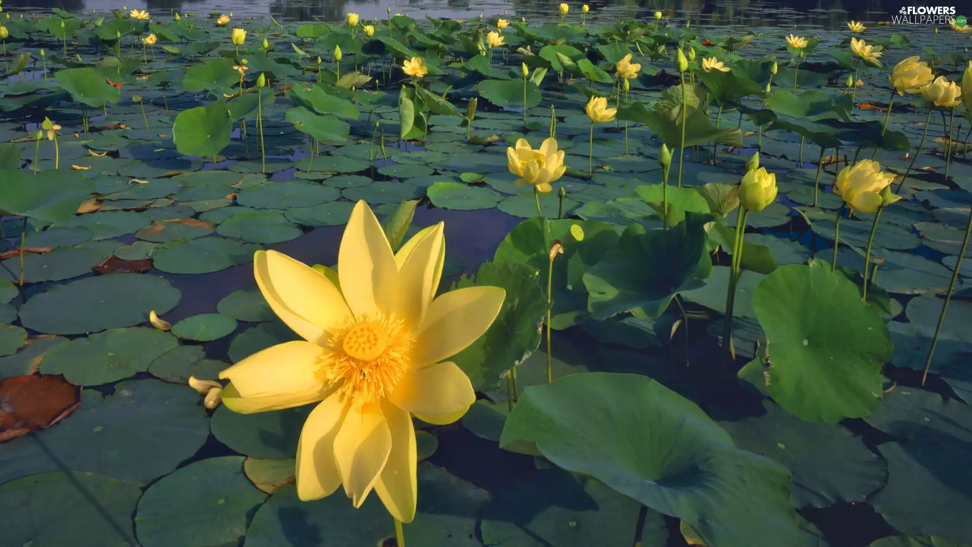 Colourfull Flowers, Yellow, water