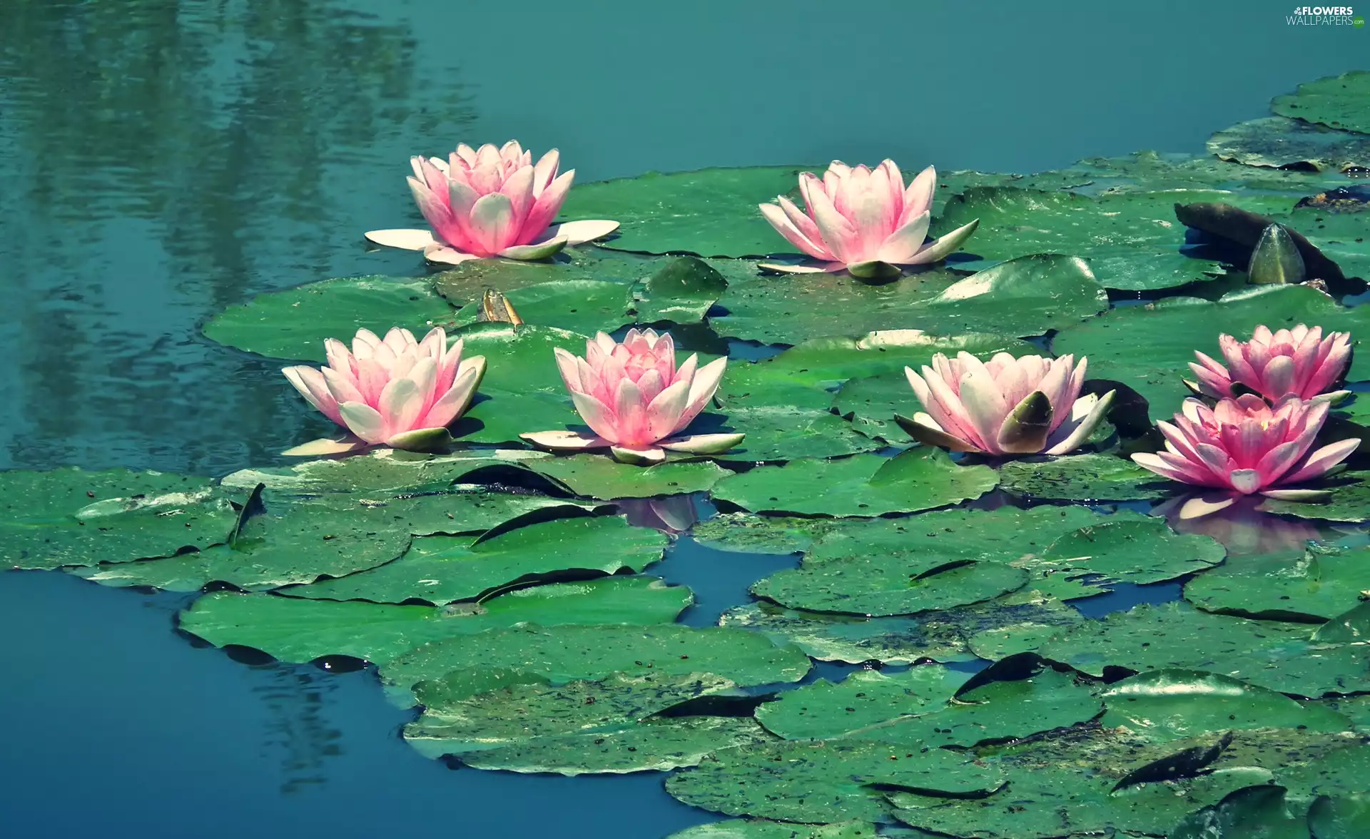 Water lilies, Flowers