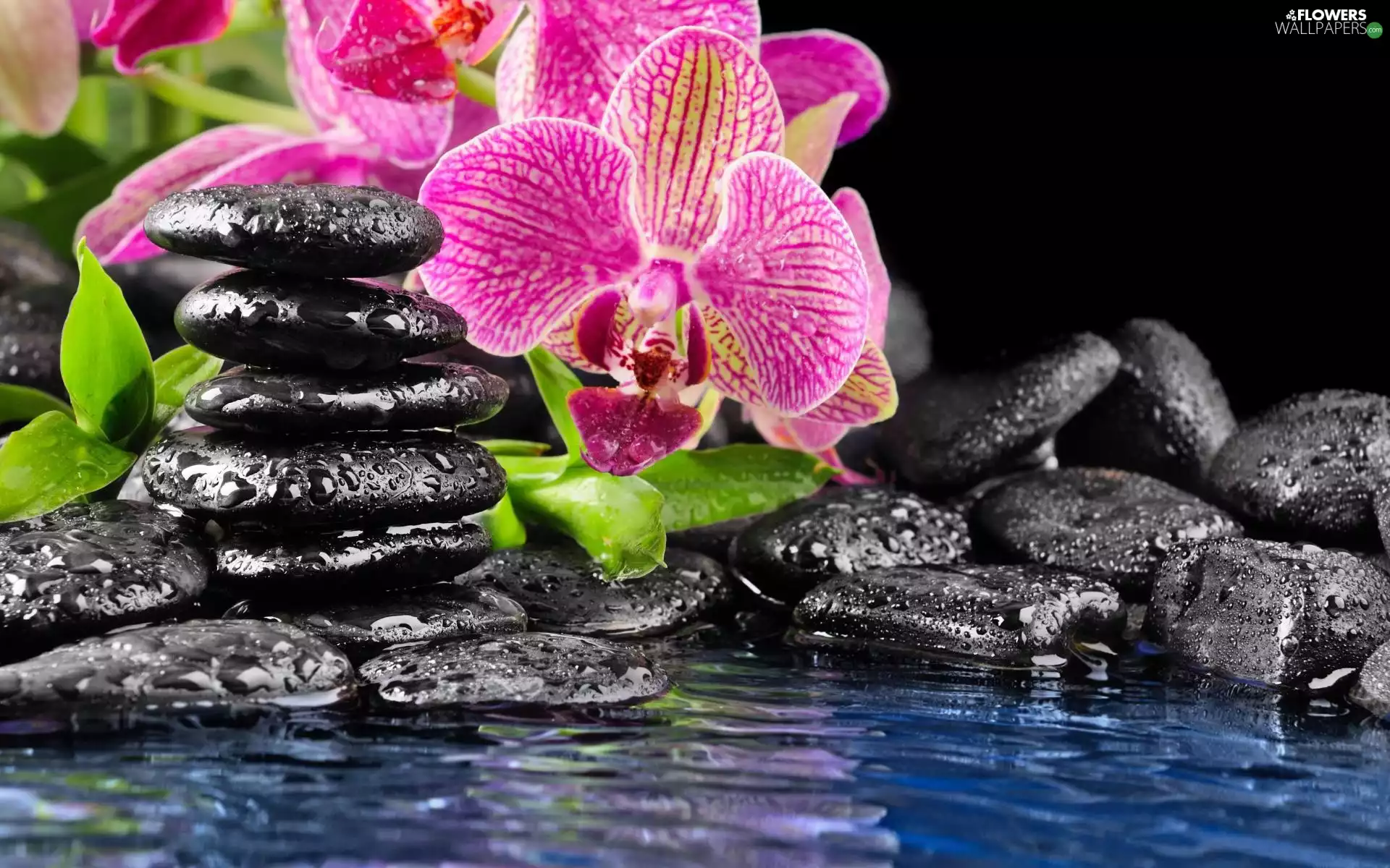 Flowers, Black, Stones, water