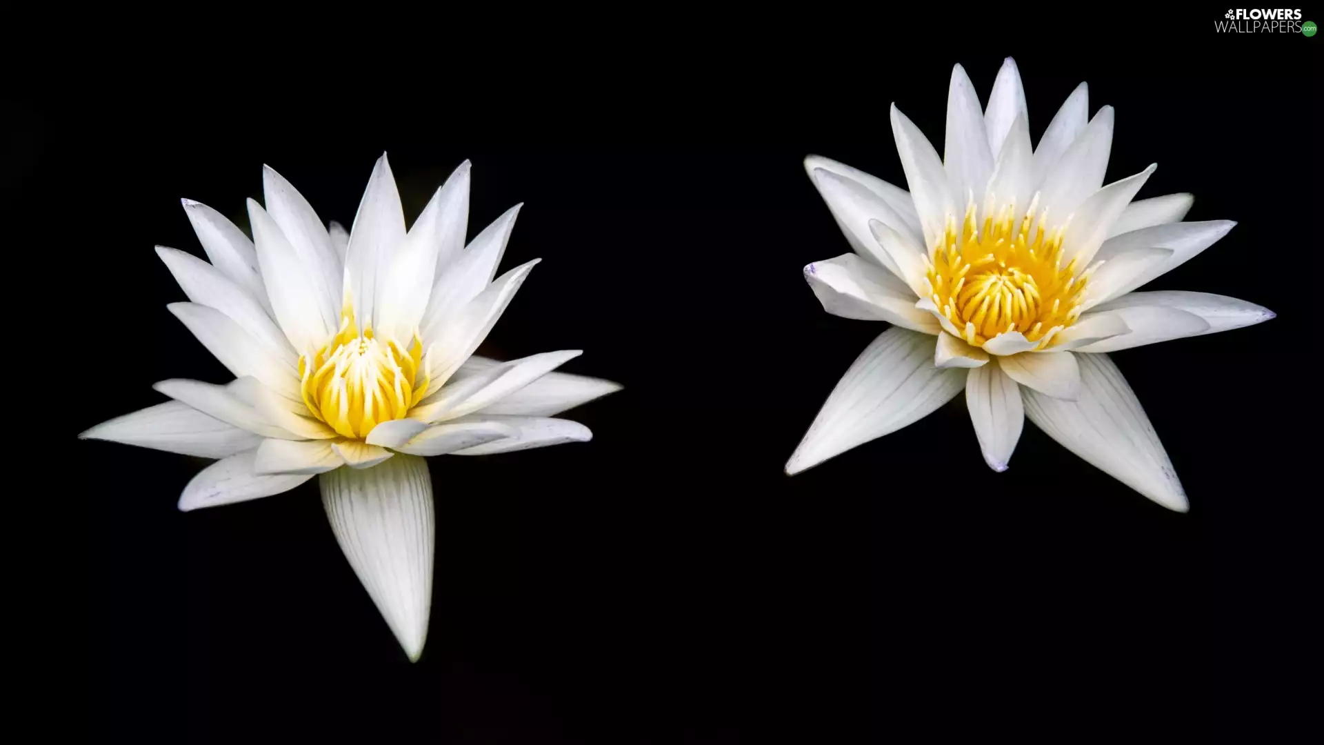 Black, background, White, Water lilies, Flowers