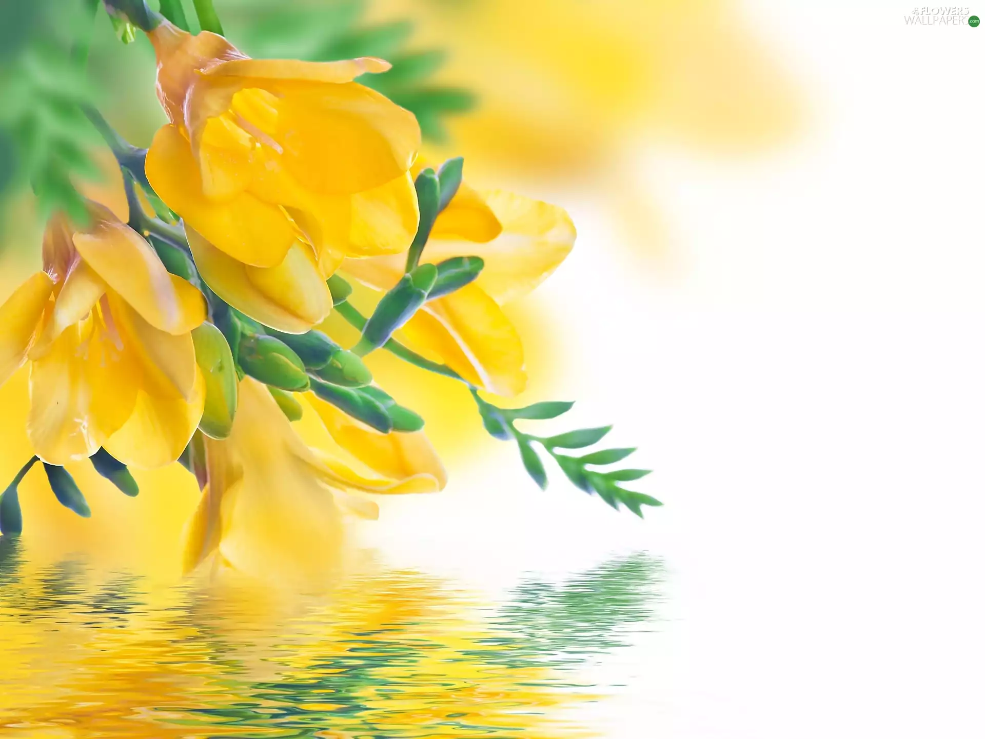 water, Yellow, Freesias