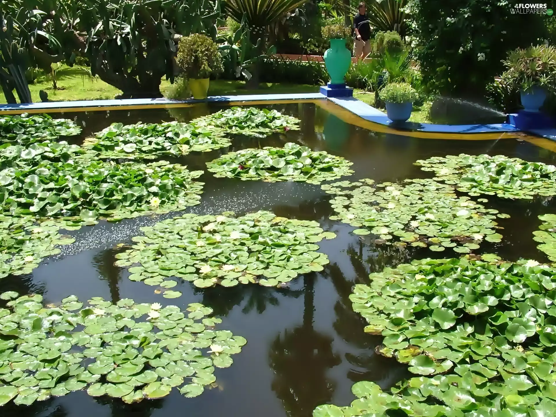 lilies, water, Garden, pond, exotic