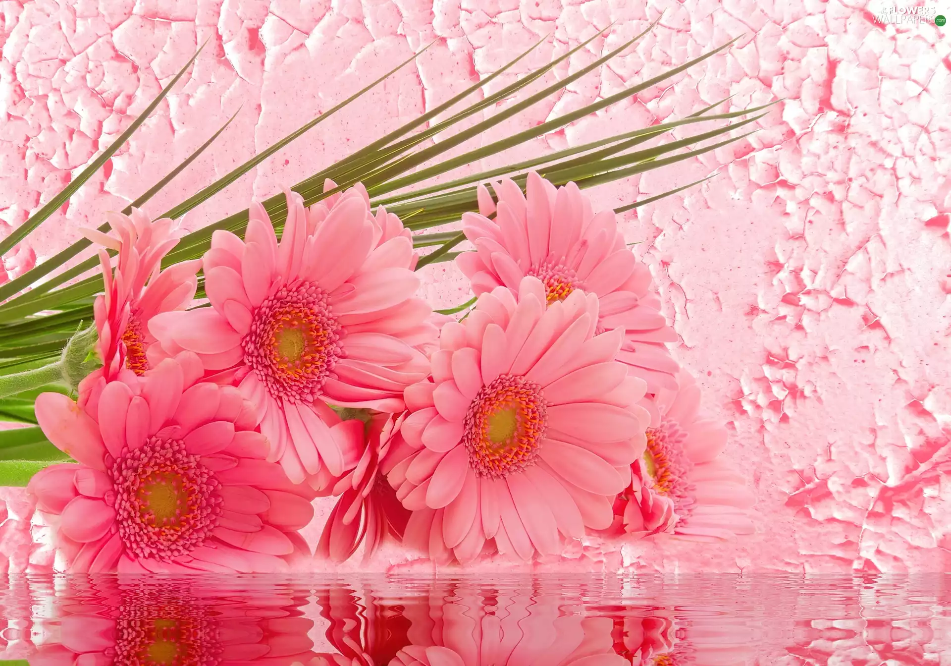 water, Pink, gerberas