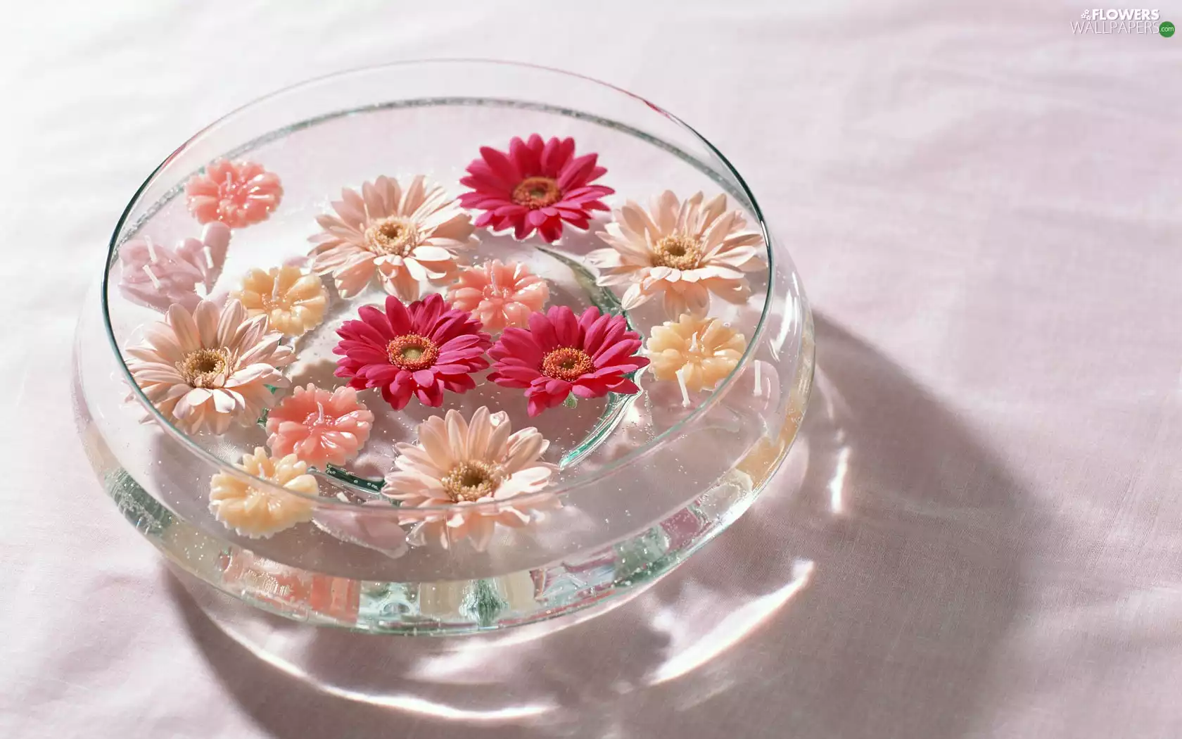 gerberas, water