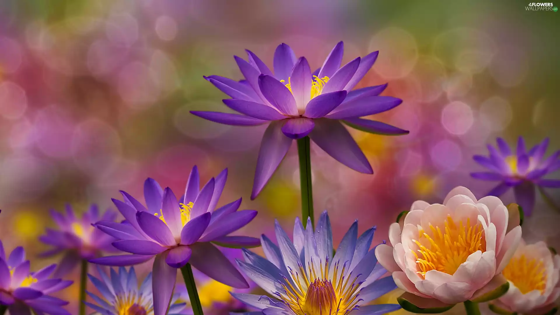 background, 2D Graphics, Water lilies, fuzzy, Flowers