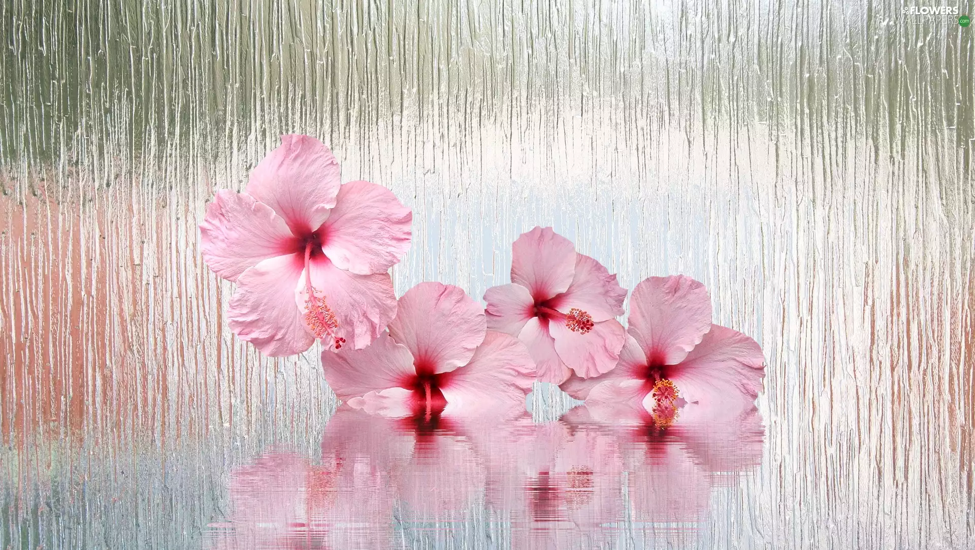 Glass, 2D Graphics, water, reflection, hibiskus