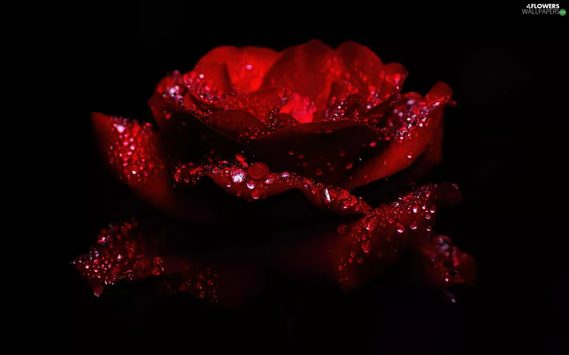 red hot, drops, water, rose