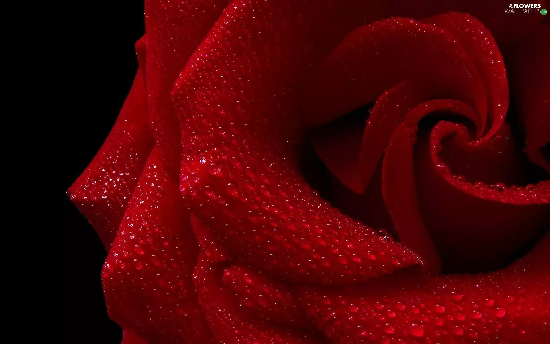 red hot, drops, water, rose
