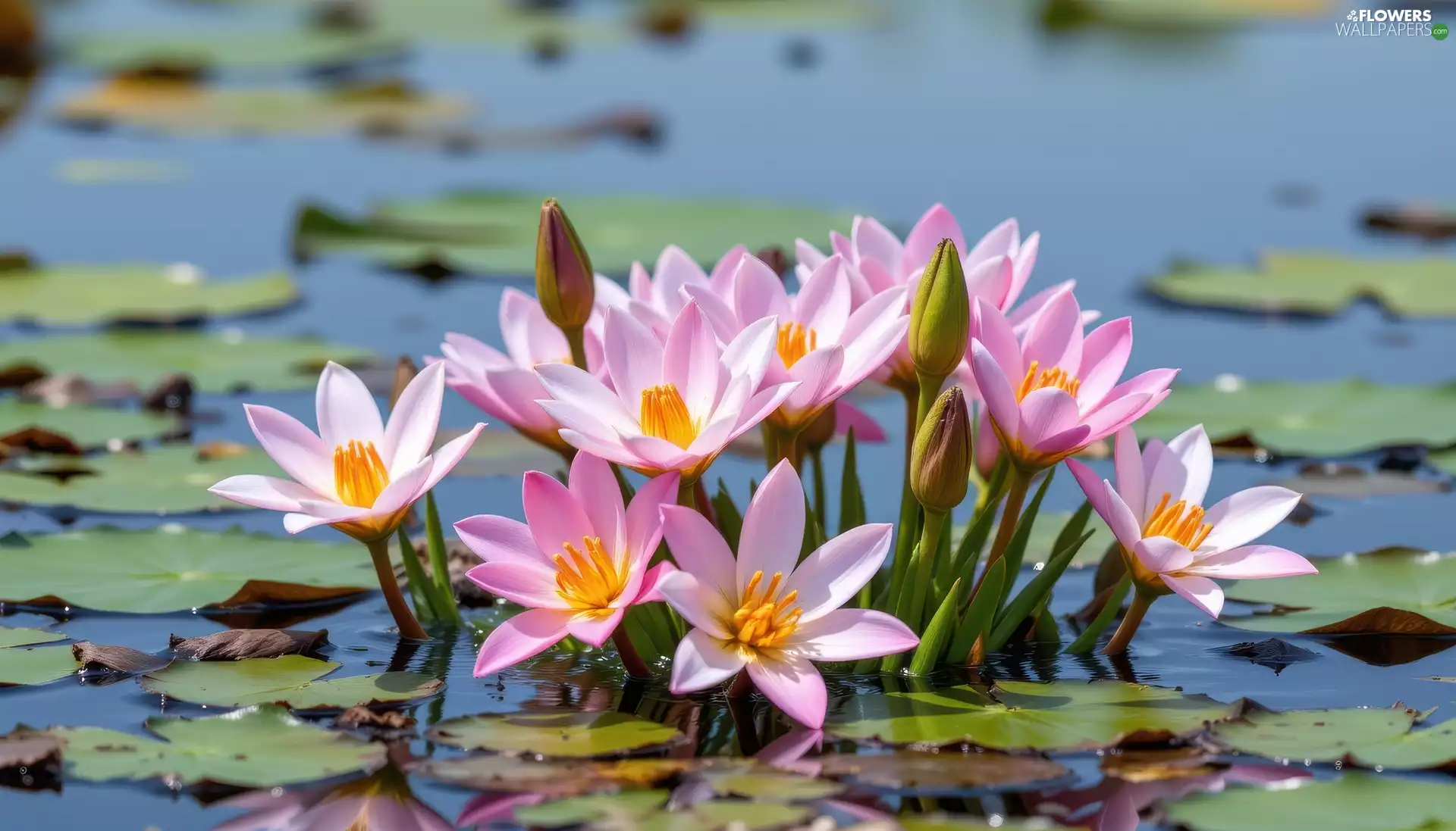 Pink, water, Leaf, Water lilies