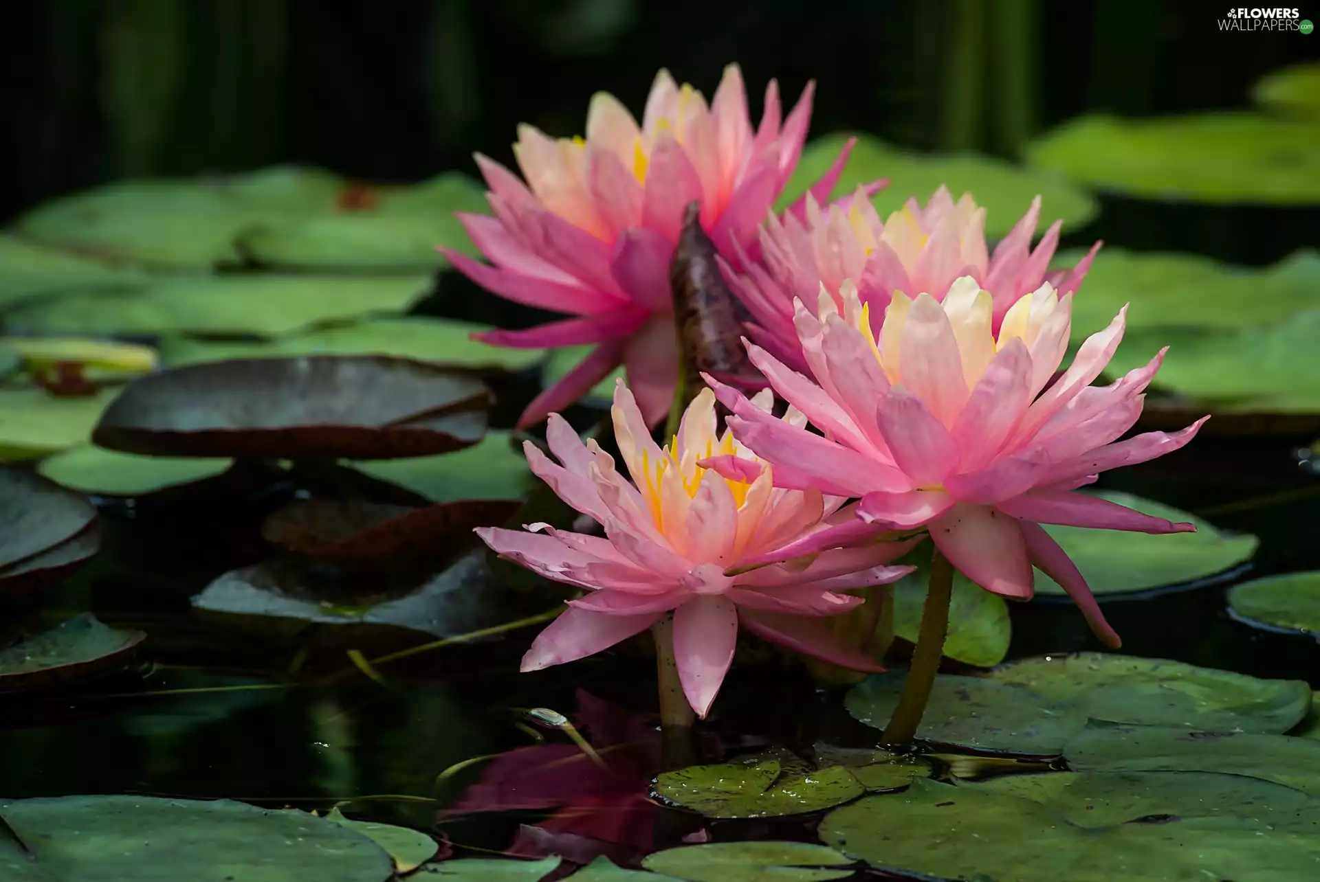 Water lilies, Leaf