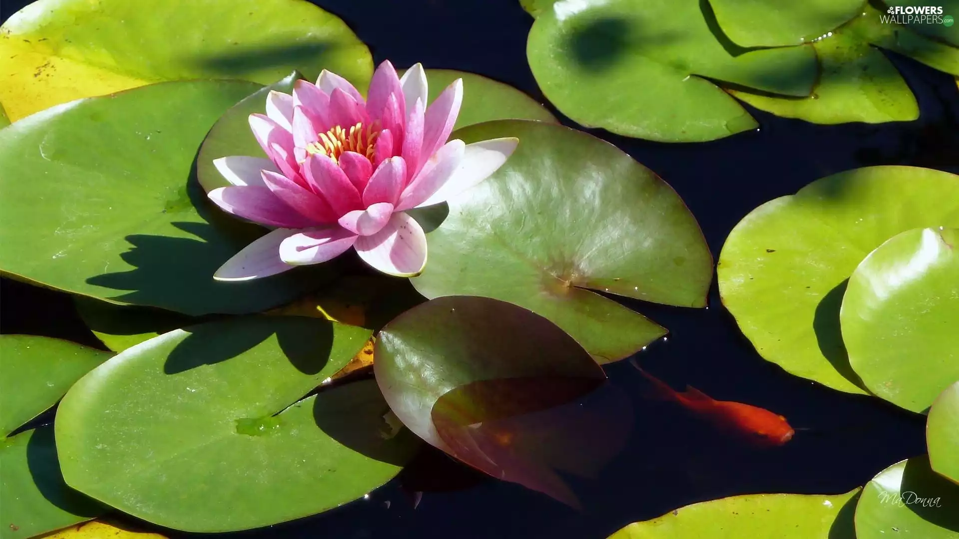 water-lily, Leaf