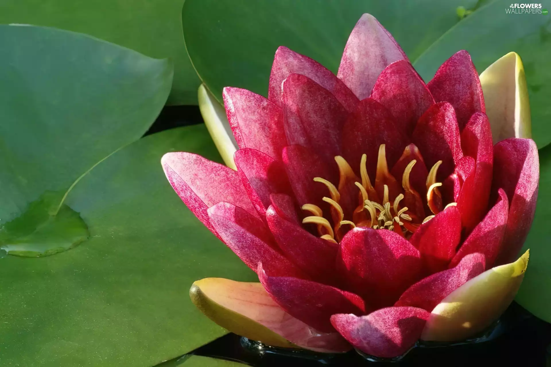 water-lily, leaves