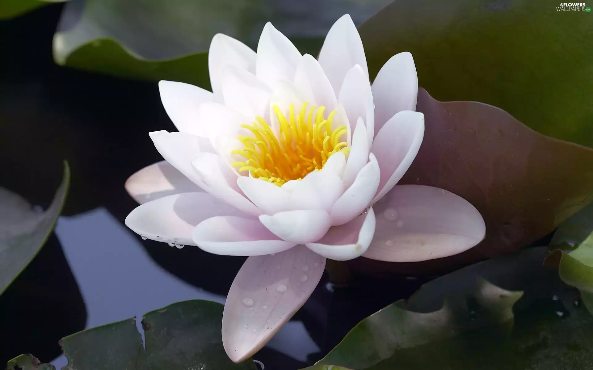 water-lily, leaves