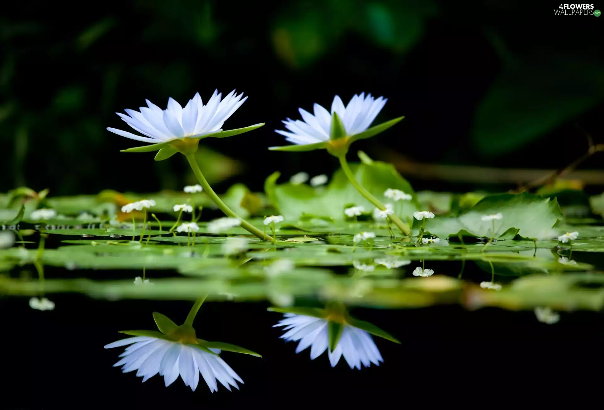water, lilies
