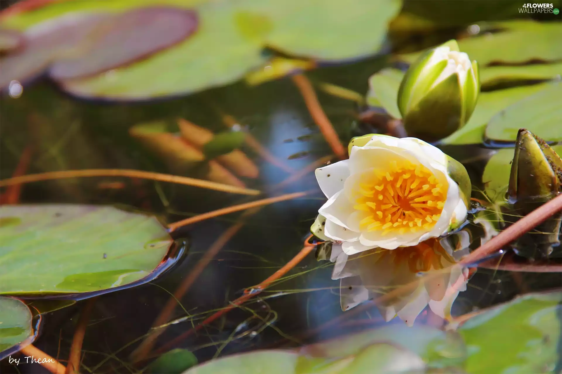 lilies, water