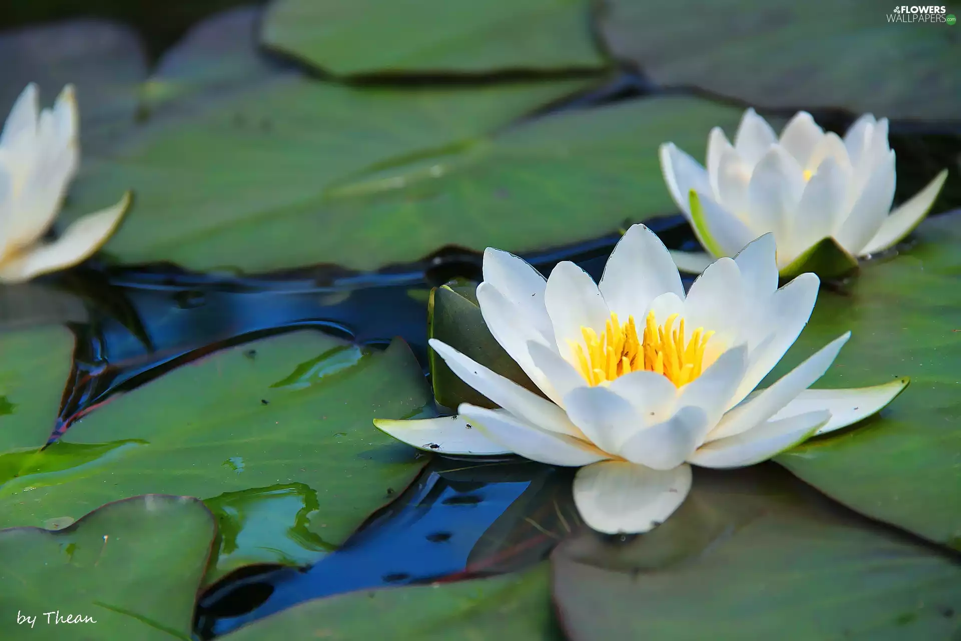 lilies, water