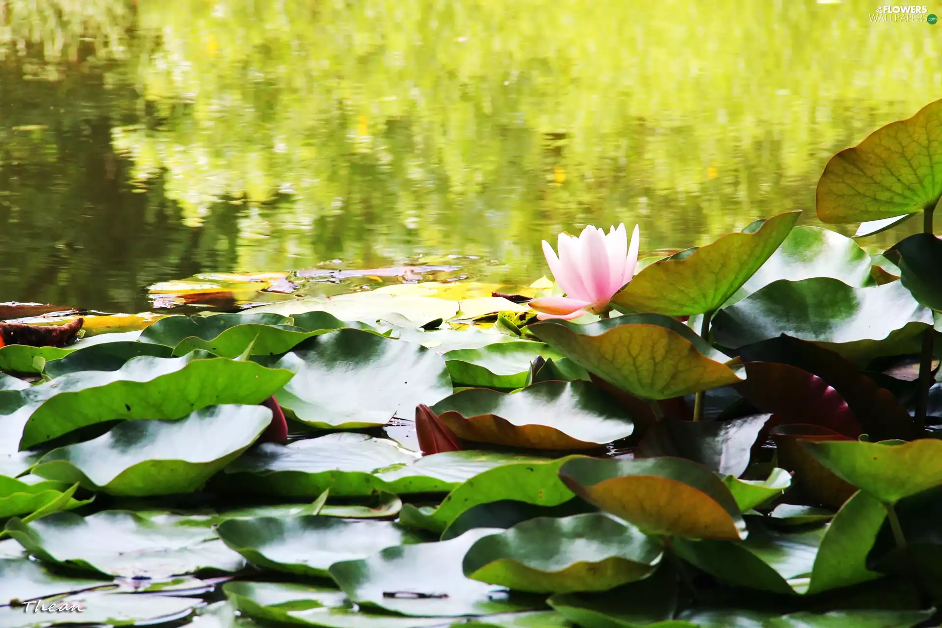 lilies, water