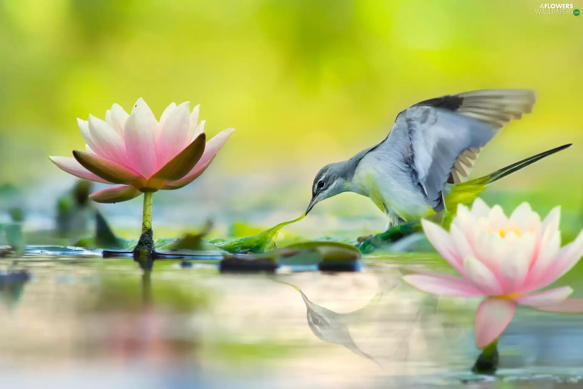 water, Bird, lilies