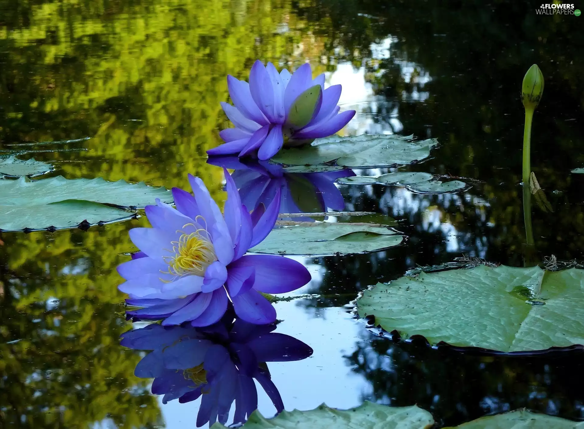 water, Blue, lilies