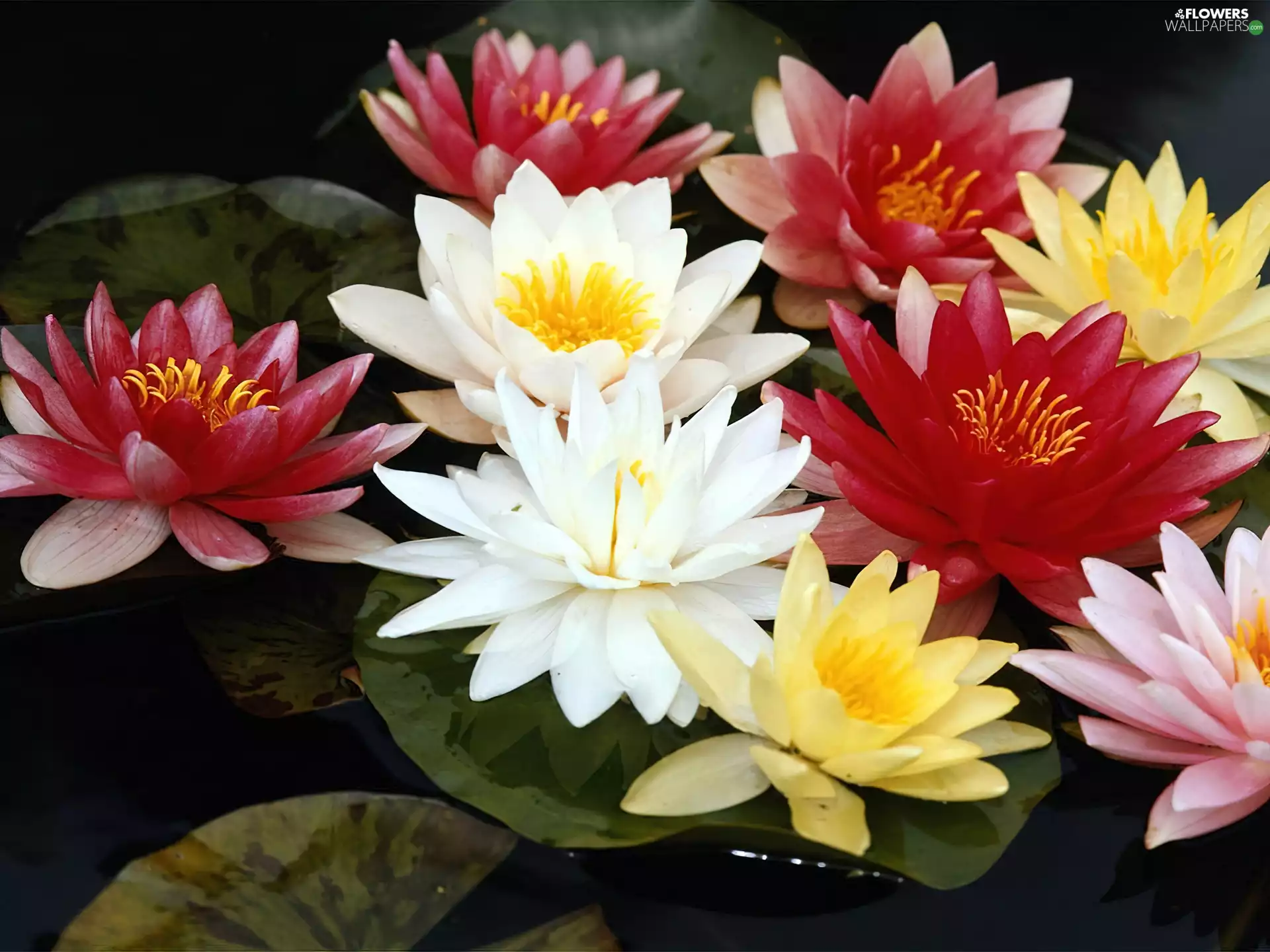 water, color, lilies