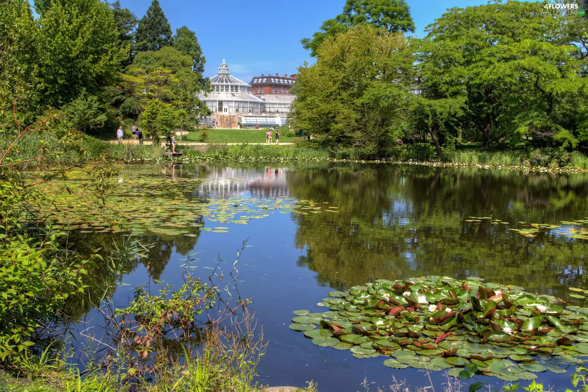 botanical, Copenhagen, lilies, water, Pond - car, Garden