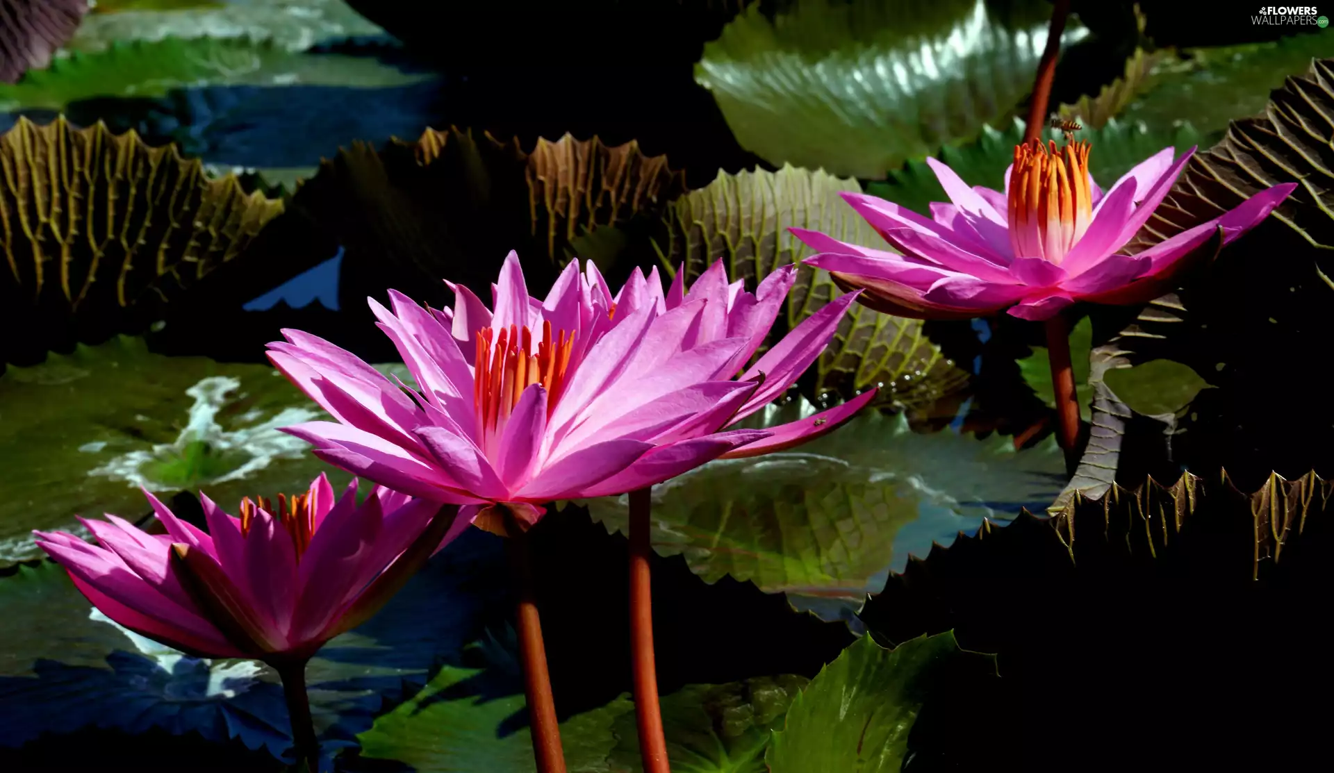 Pink, Water lilies, Leaf, developed