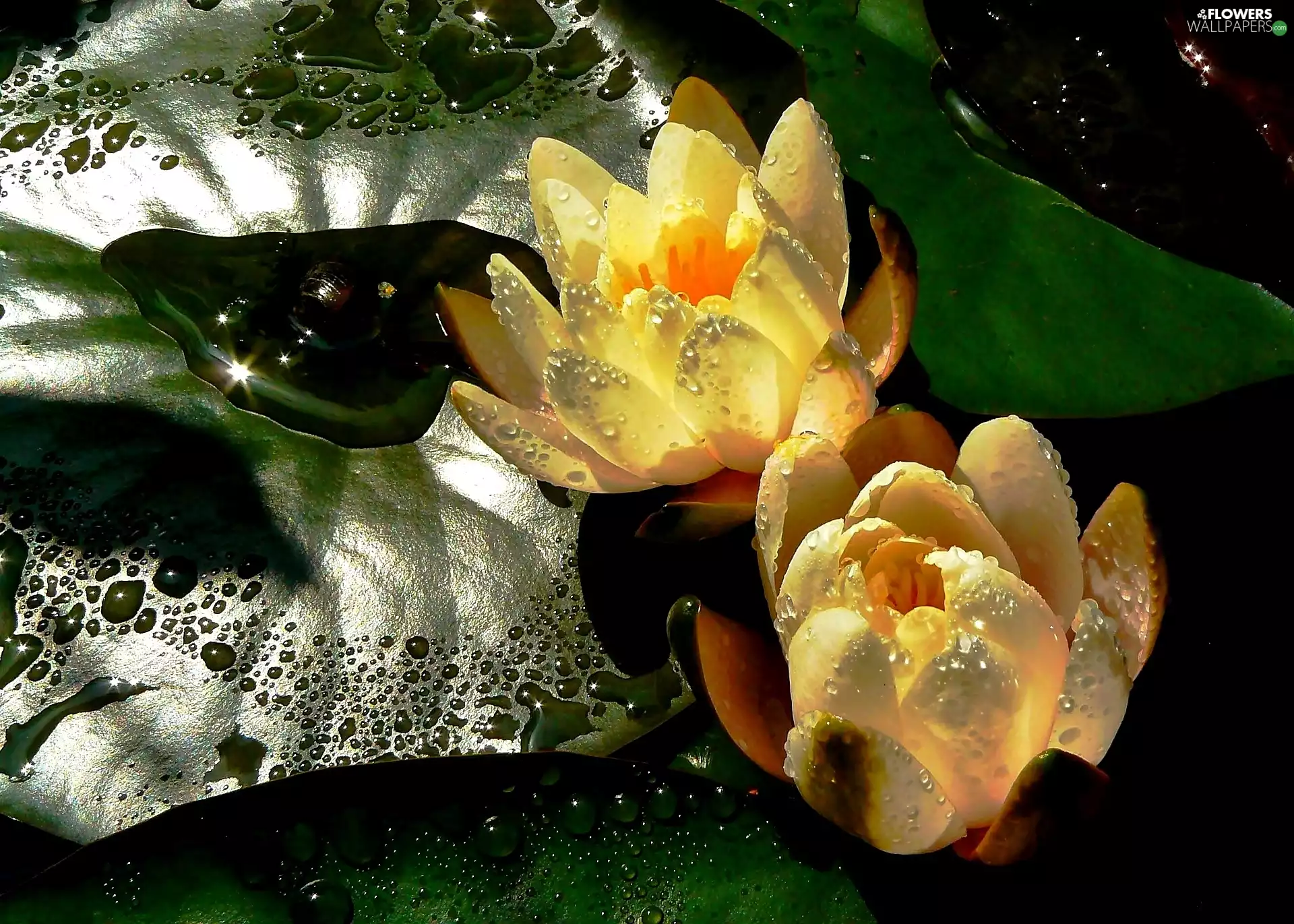 lilies, Leaf, drops, water