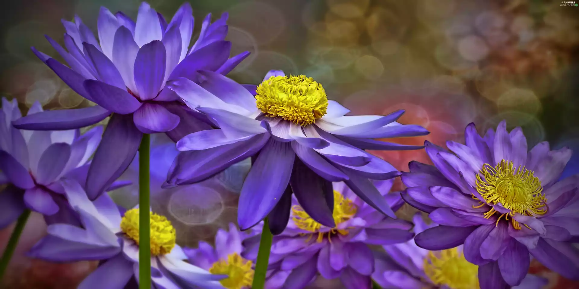 water, Flowers, lilies