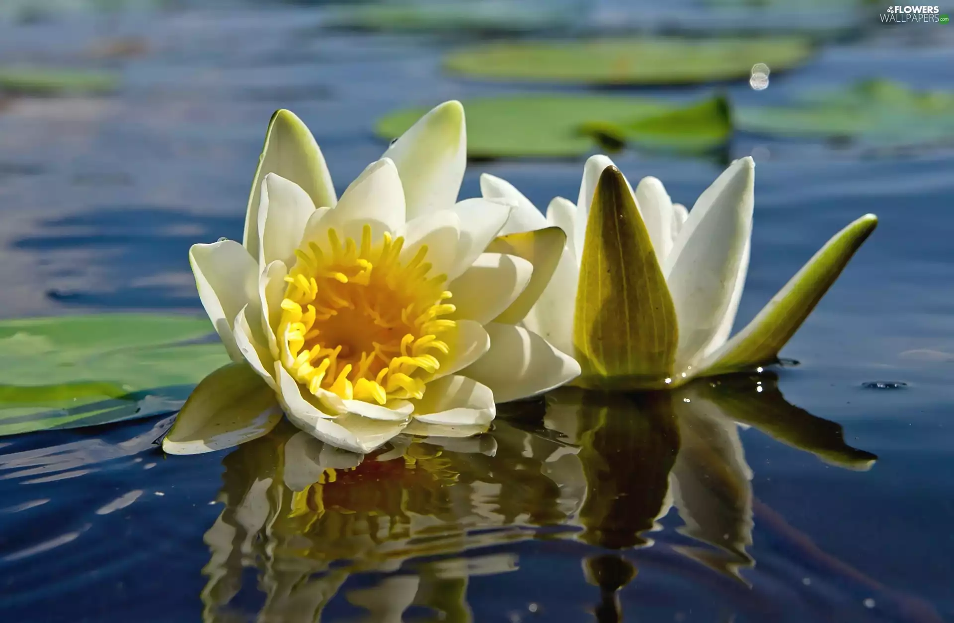 water, Flowers, lilies