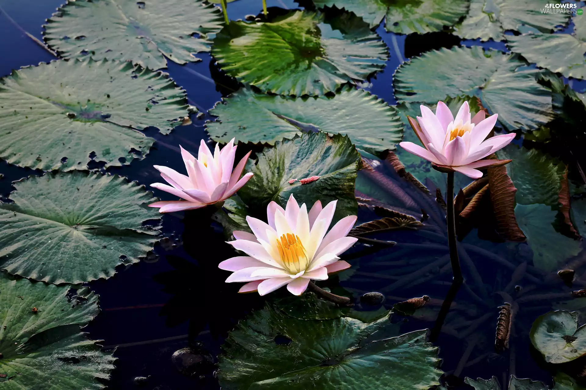 Three, Water lilies, Leaf, Flowers