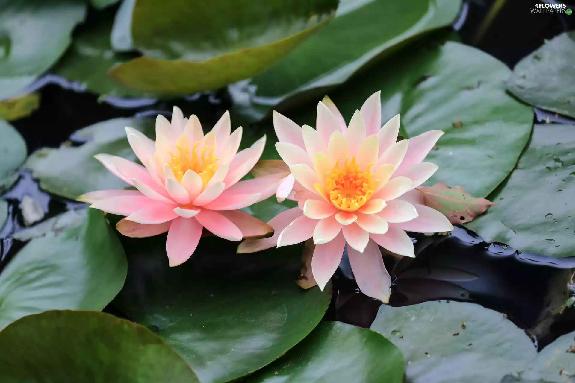 Leaf, Water lilies, Pink, Flowers