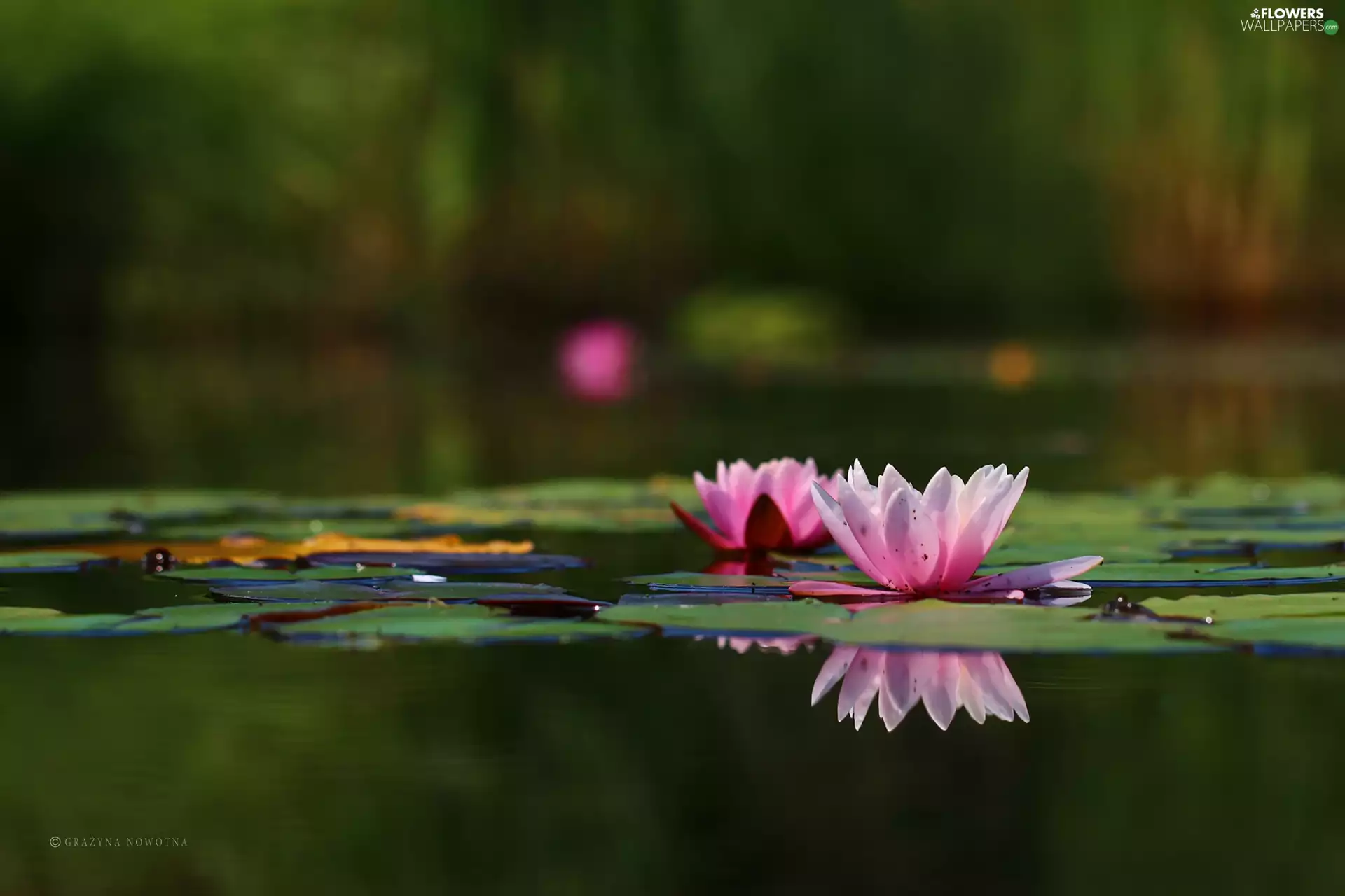 lilies, Nenufary, Pink, water