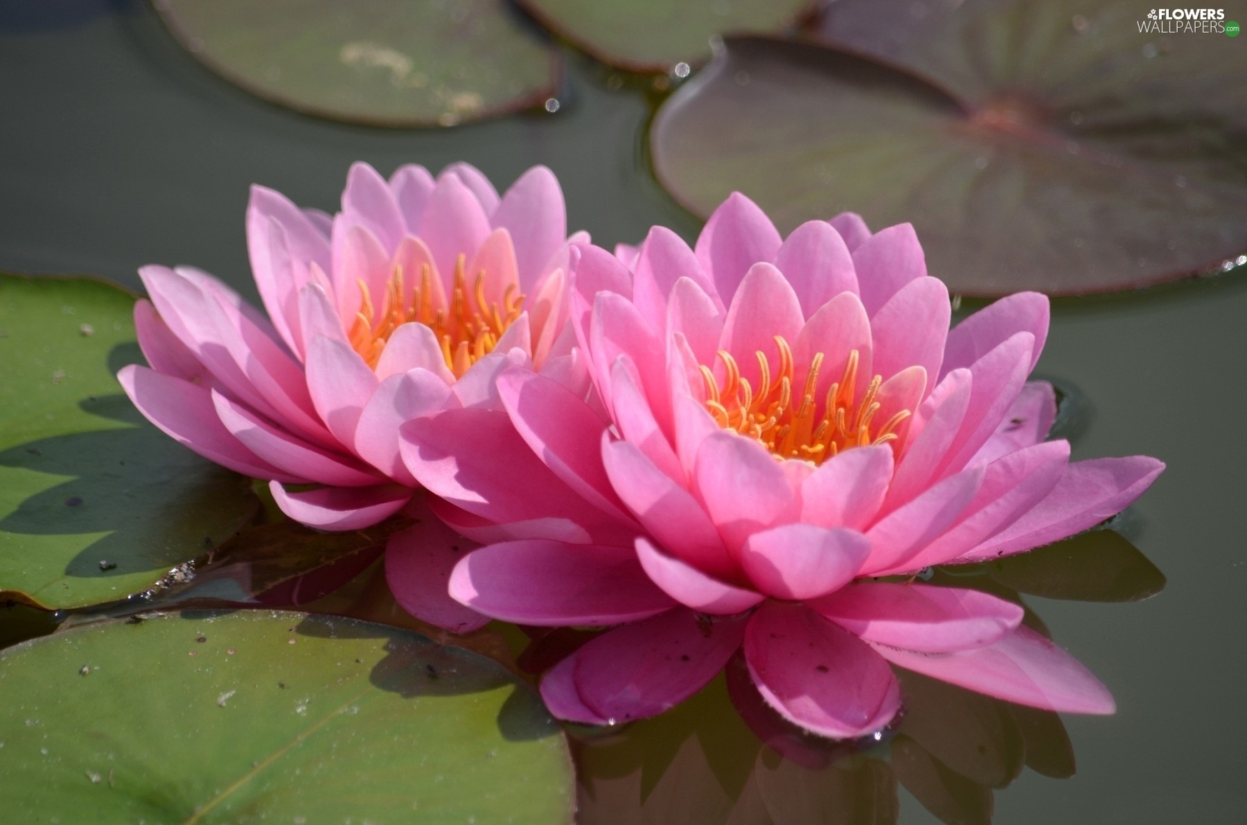 water, Pink, lilies