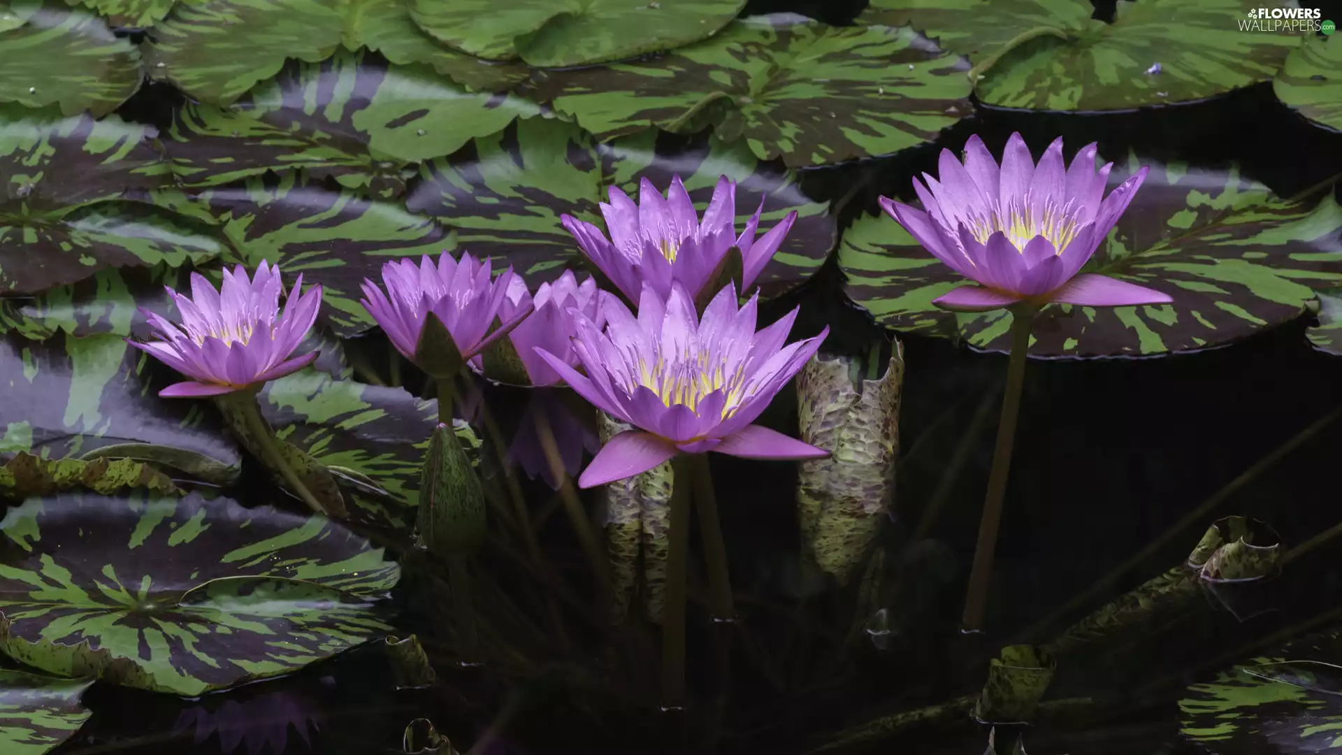 Flowers, Water lilies, Leaf, purple