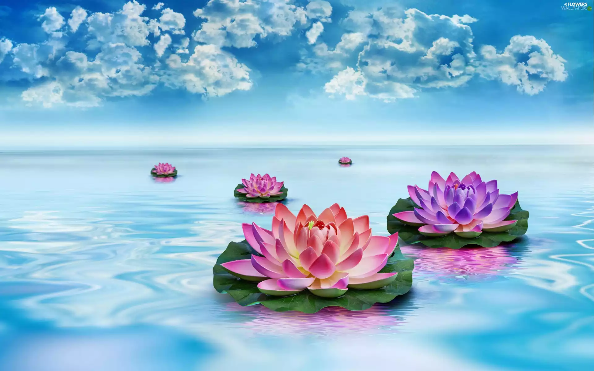 lilies, water, Sky, water